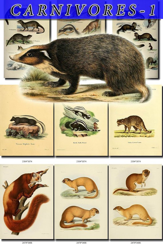 CARNIVORES-1 72 vintage print