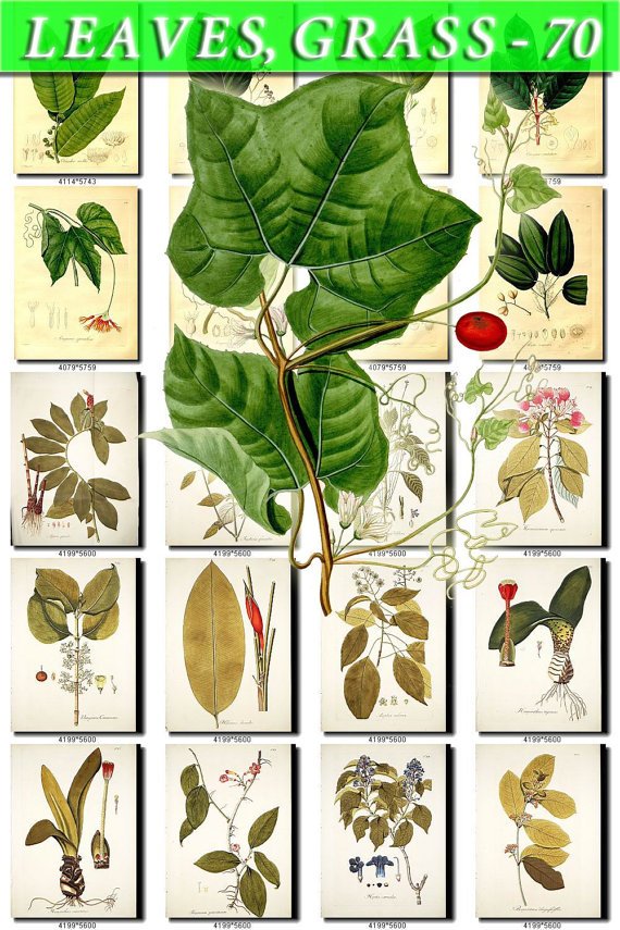 LEAVES GRASS-70 267 vintage print