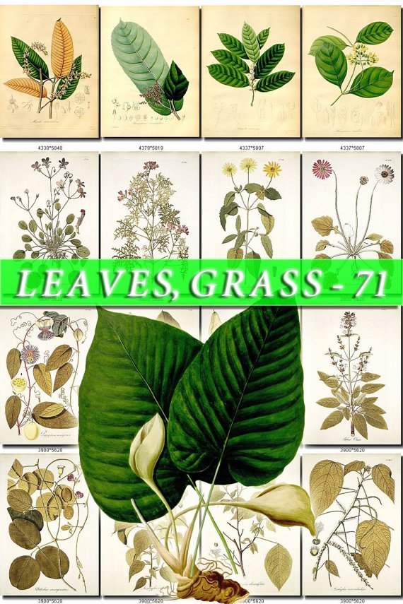 LEAVES GRASS-71 278 vintage print