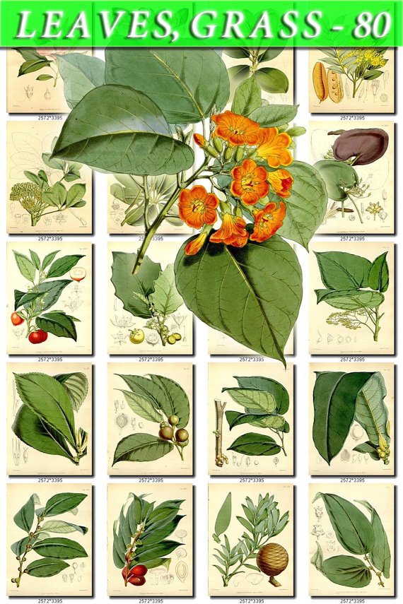 LEAVES GRASS-80 295 vintage print