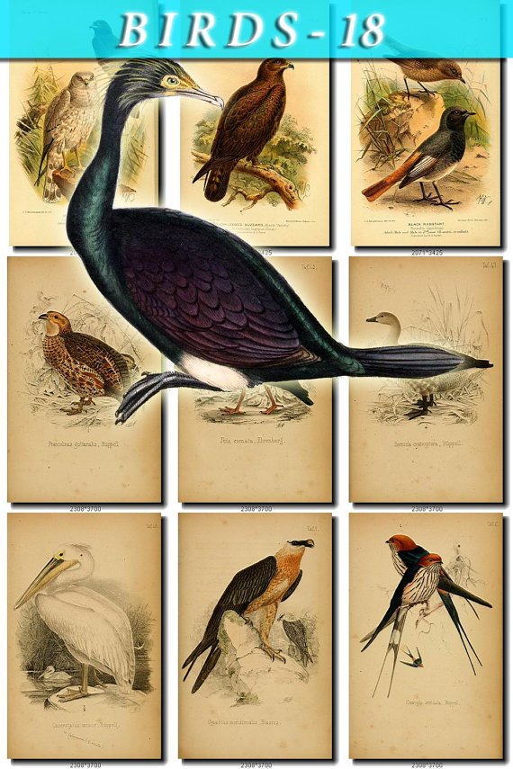 BIRDS-18 204 vintage print