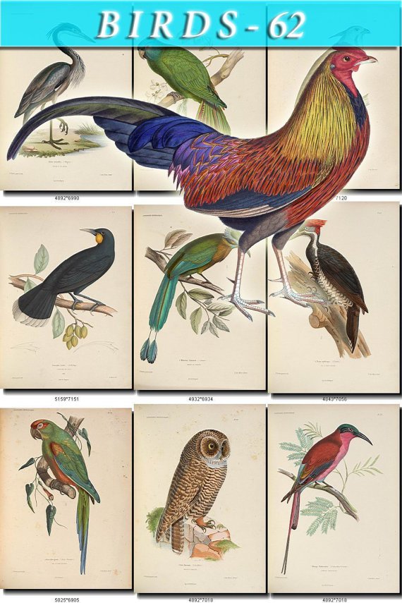 BIRDS-62 73 vintage print