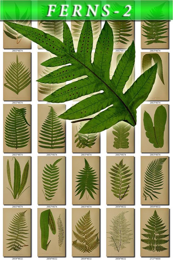 FERNS-2 190 vintage print