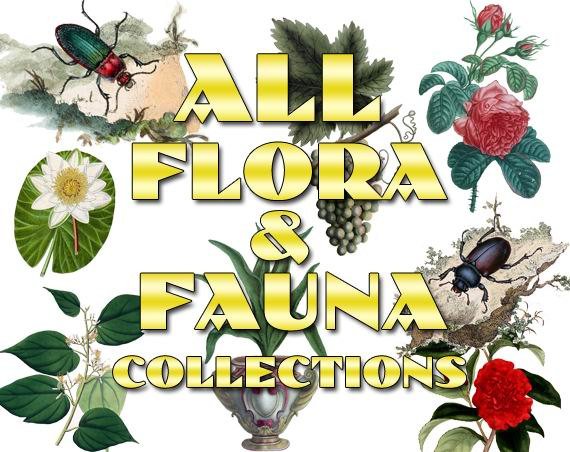 FLORA 1-10 , Flora & FAUNA 1-13 Collections with 6900 vintage print