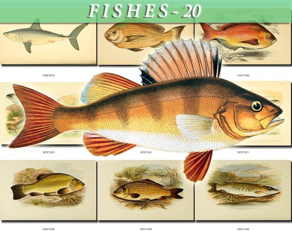 FISHES-20-b2 138 vintage print
