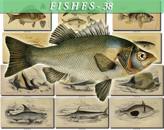 FISHES-38 67 vintage print