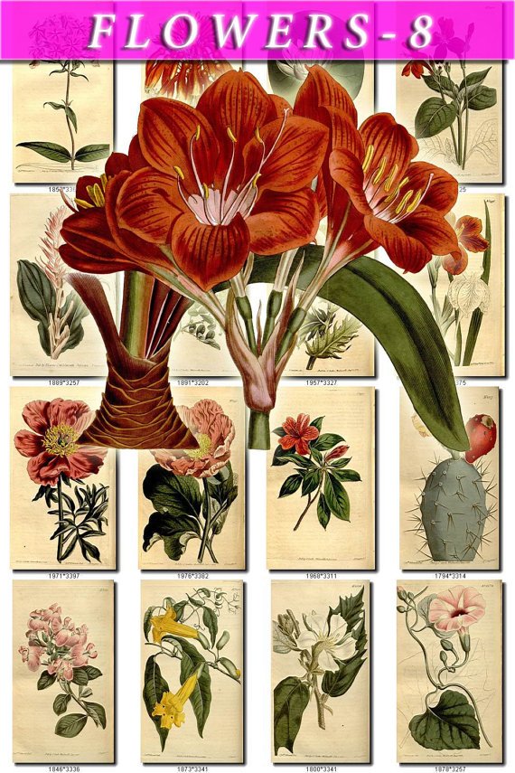 FLOWERS-8 262 vintage print