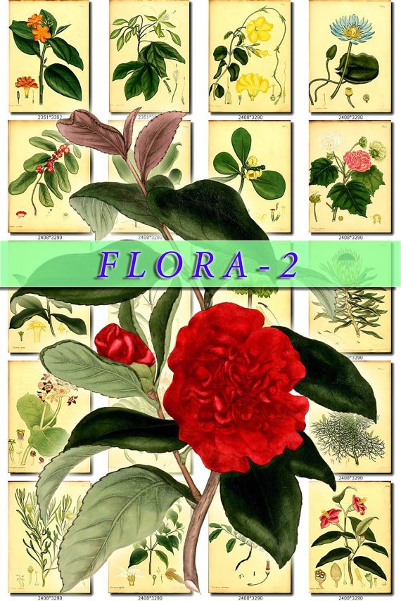 FLORA-2 264 vintage print