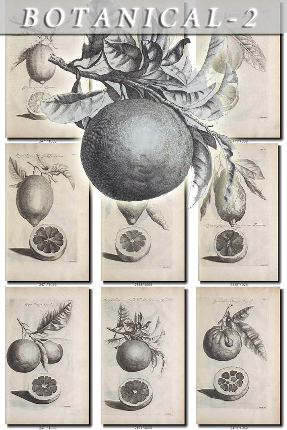 BOTANICAL-2-bw 509 black-, -white vintage print