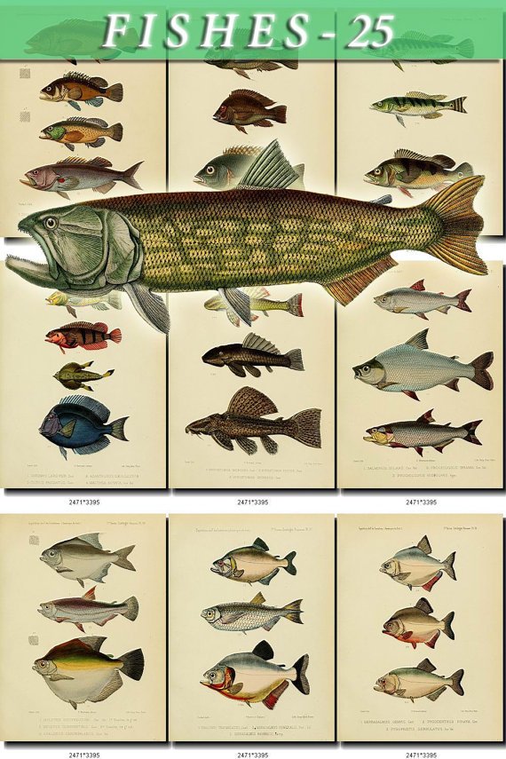 FISHES-25 84 vintage print