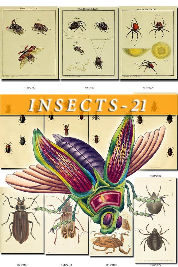 INSECTS-21 174 vintage print