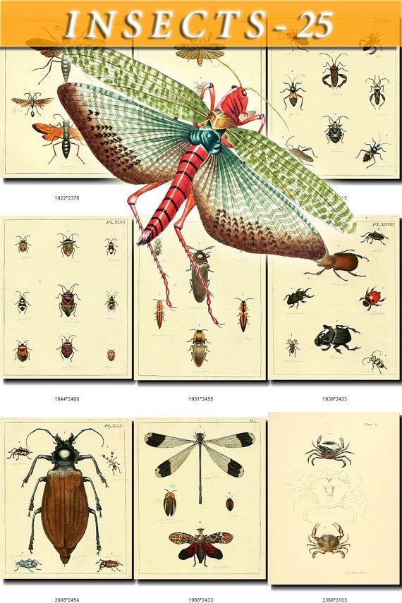 INSECTS-25 98 vintage print
