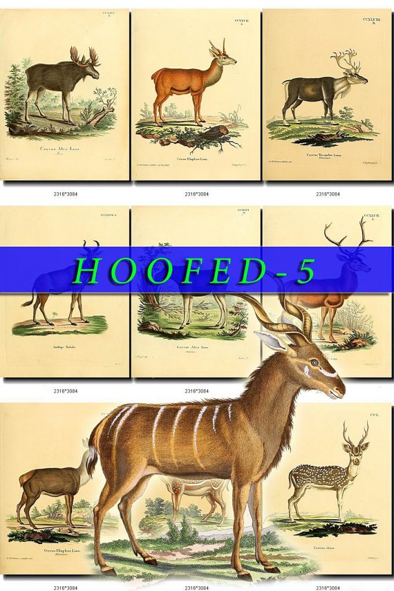 HOOFED UNGULATES-5 59 vintage print