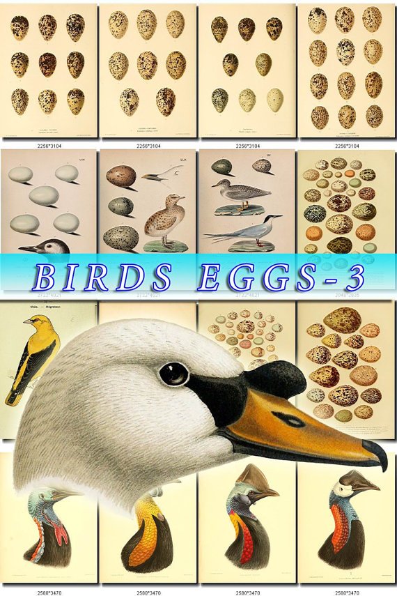 BIRDS EGGS-3 210 nests heads vintage print
