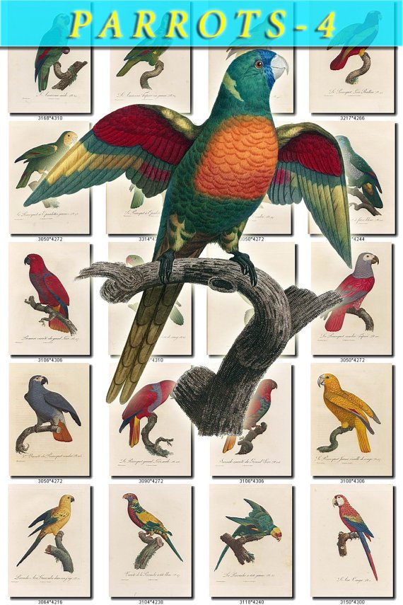 PARROTS-4 145 vintage print