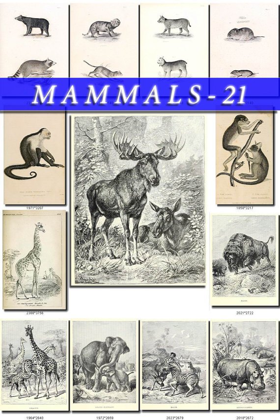 MAMMALS-21-bw 102 black-, -white vintage print