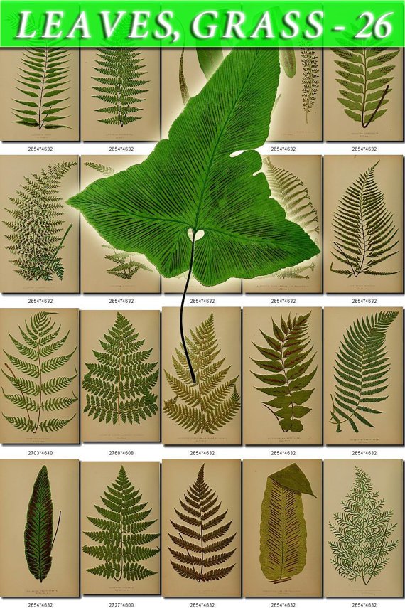 LEAVES GRASS-26 239 vintage print