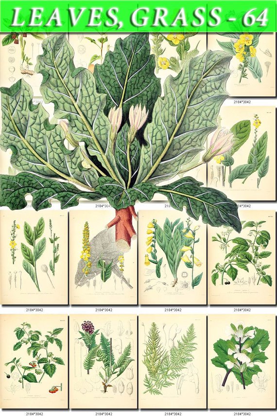 LEAVES GRASS-64 220 vintage print