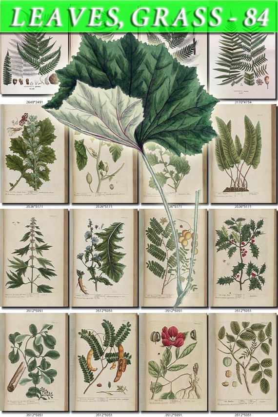 LEAVES GRASS-84 271 vintage print