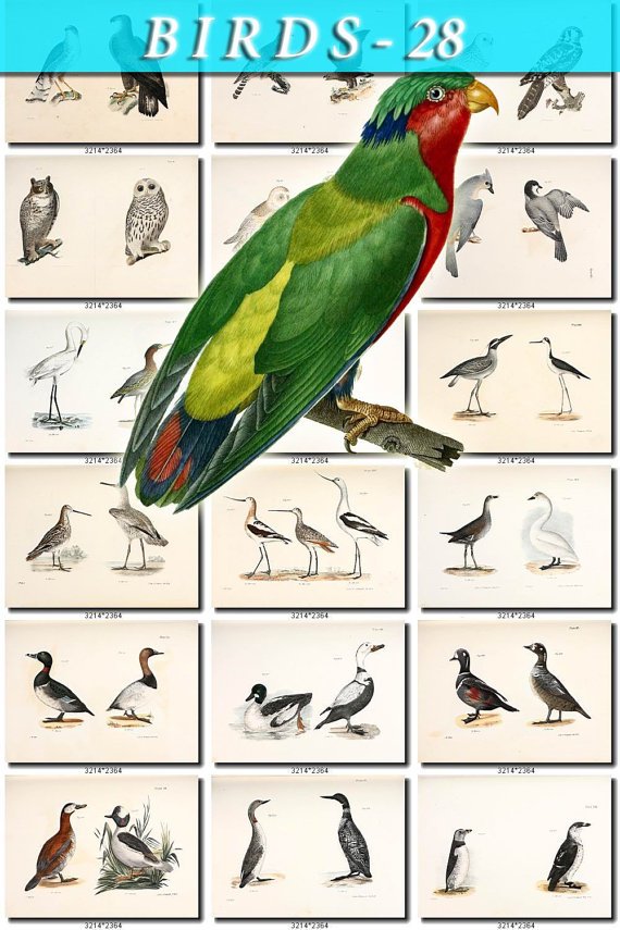 BIRDS-28 205 vintage print