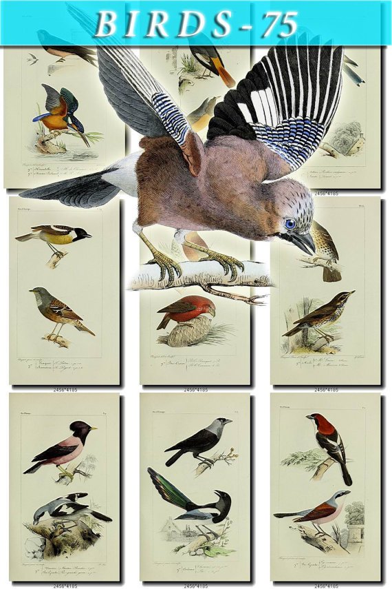 BIRDS-75 80 vintage print