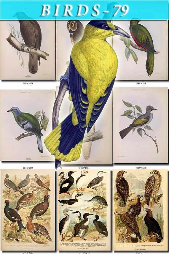BIRDS-79 191 vintage print