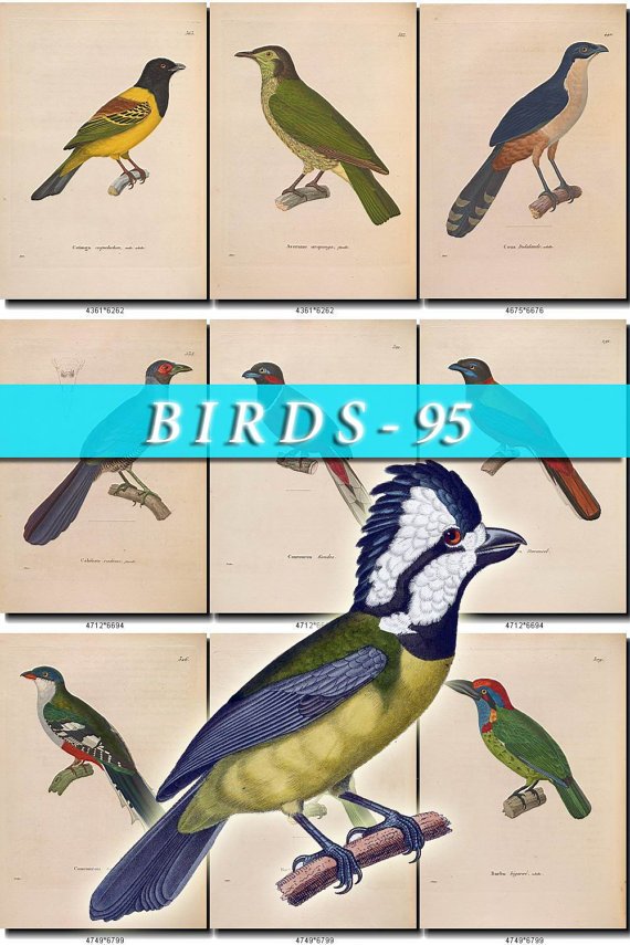 BIRDS-95 138 vintage print