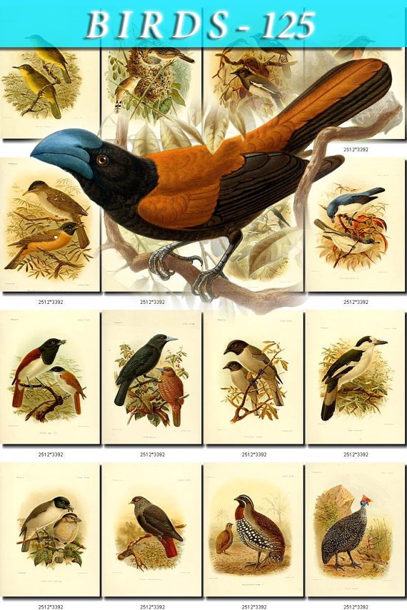 BIRDS-125 62 Madagascar Partridge Helmet Vanga Sunbirds Asity Velvet