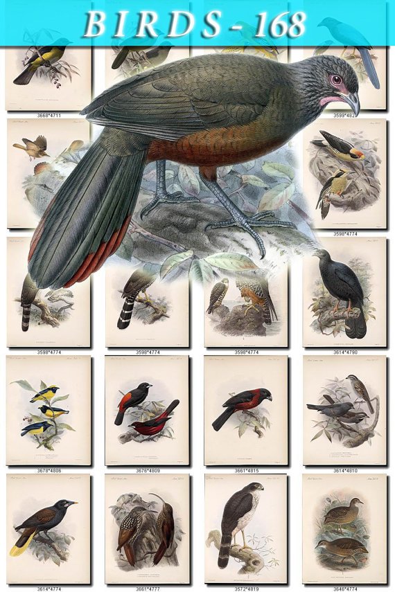 BIRDS-168 115 vintage print