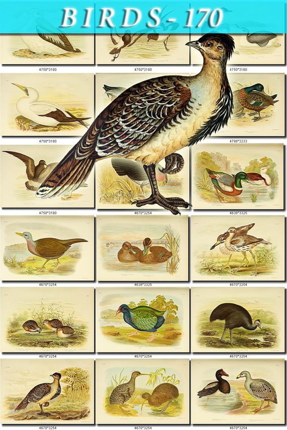BIRDS-170 110 vintage print