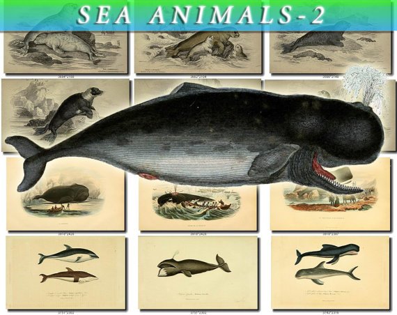 SEA ANIMALS-2 148 vintage print