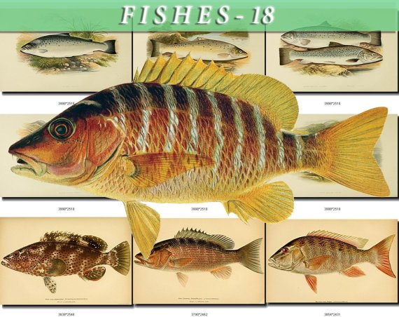 FISHES-18-b1 133 vintage print