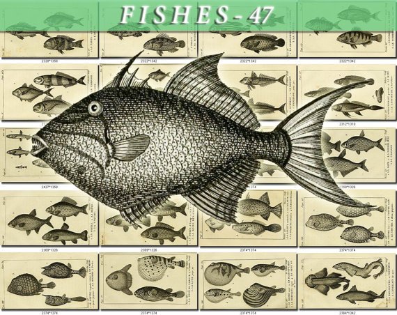 FISHES-47-bw 155 vintage print