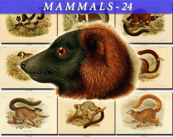 MAMMALS-24 57 vintage print