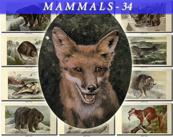 MAMMALS-34 83 vintage print