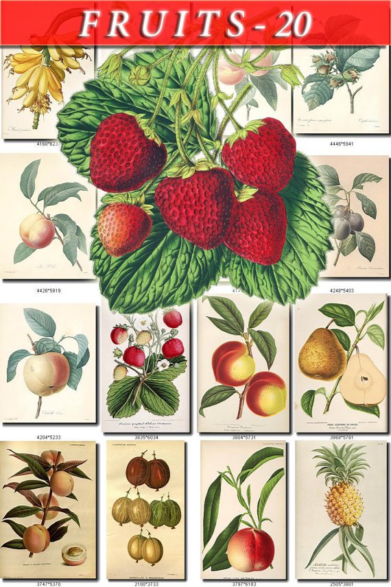 FRUITS VEGETABLES-20 145 vintage print