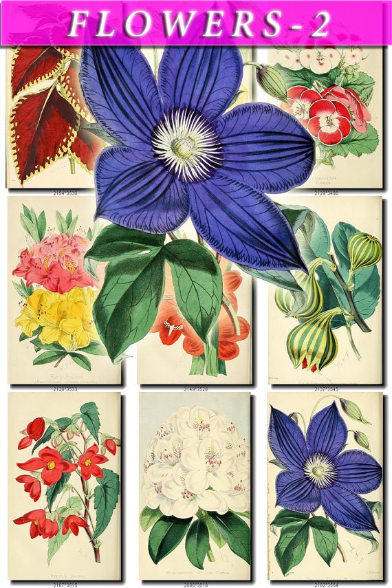 FLOWERS-2 222 vintage print