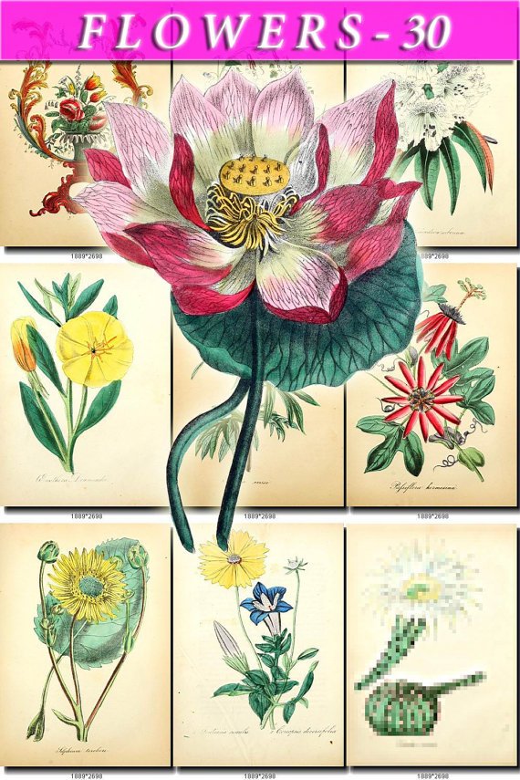 FLOWERS-30 63 vintage print