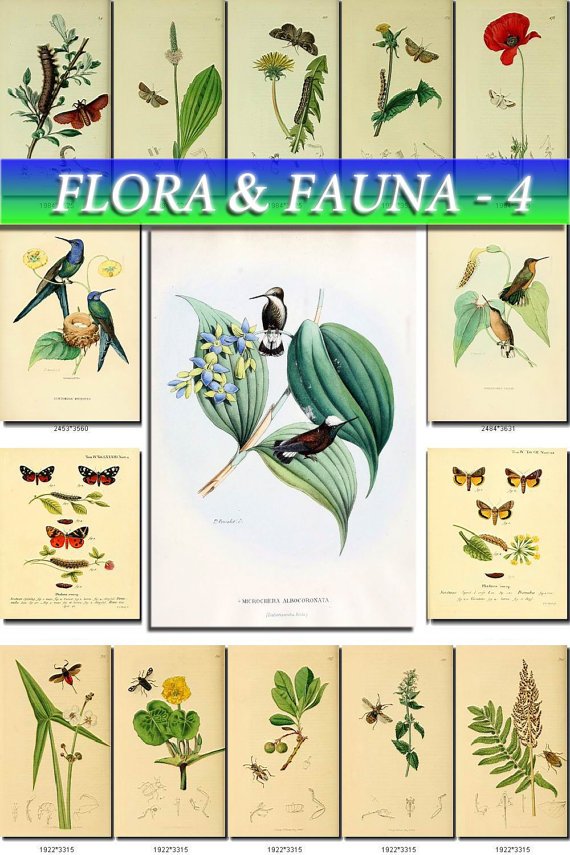 FLORA , FAUNA-4 247 vintage print