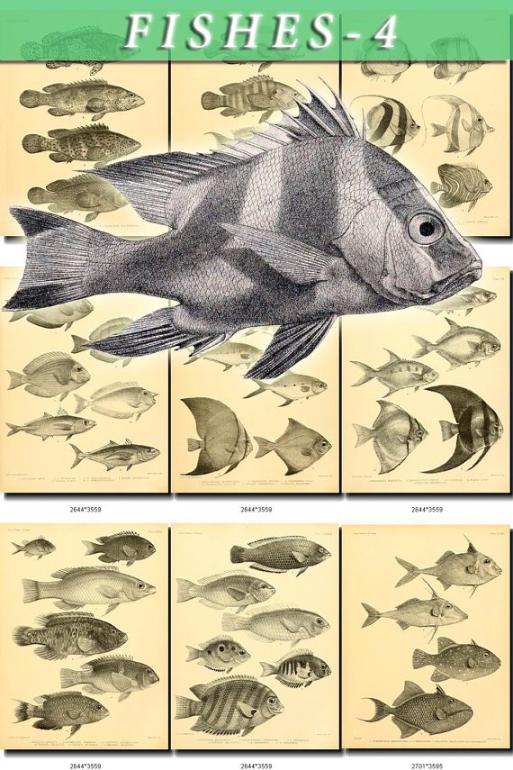 FISHES-4-bw 201 black-, -white vintage print