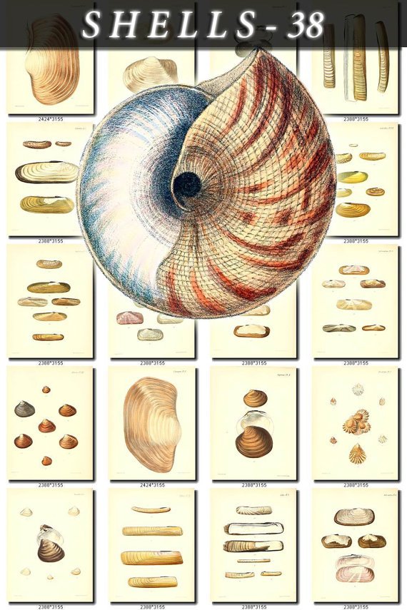 SHELLS-38 160 vintage print