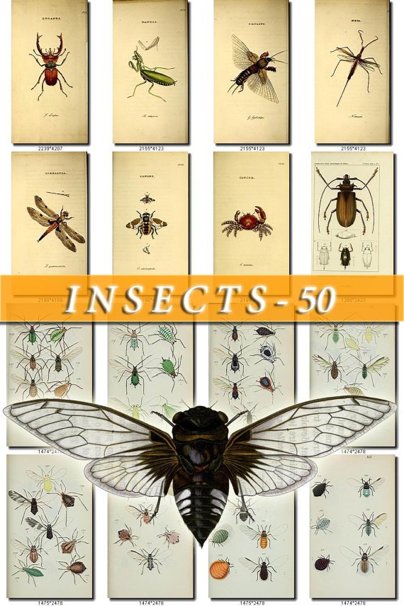 INSECTS-50 200 vintage print