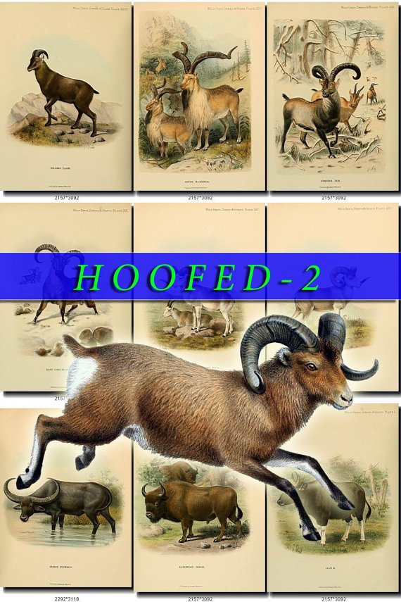 HOOFED UNGULATES-2 59 vintage print
