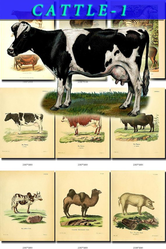 HOOFED CATTLE FARM-1 animals 52 vintage print