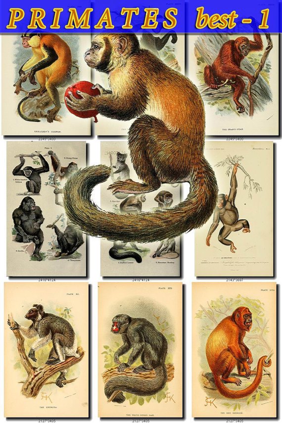 PRIMATES APES BEST-1 images 72 most beautiful vintage print