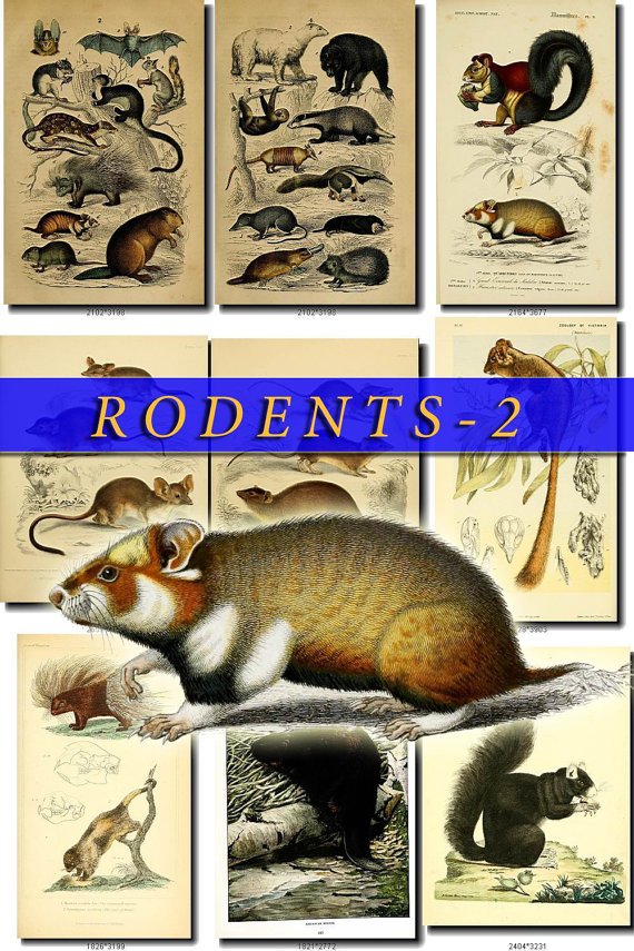 RODENTS-2 52 vintage print