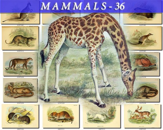 MAMMALS-36 105 vintage print