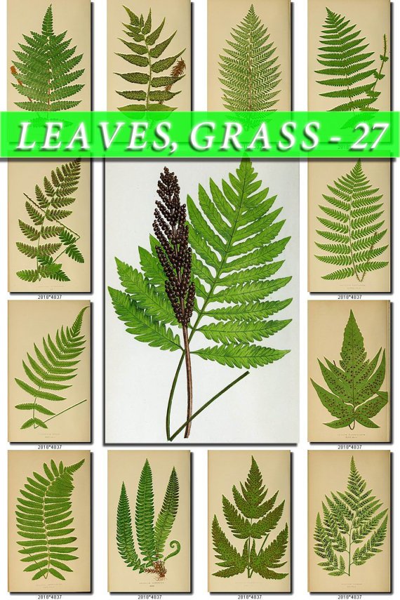 LEAVES GRASS-27 202 vintage print