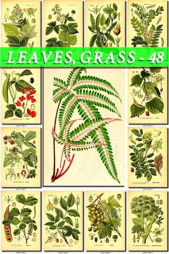 LEAVES GRASS-48 171 vintage print