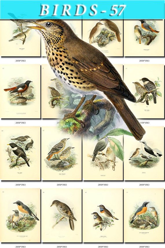 BIRDS-57 95 vintage print